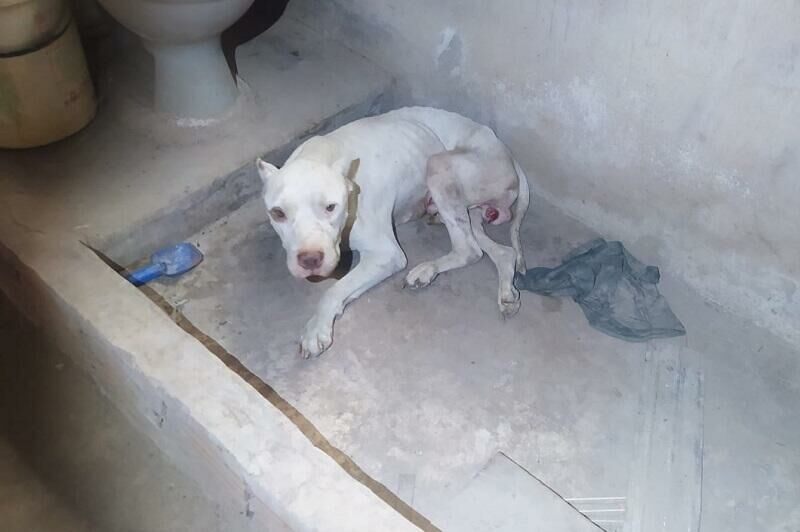 Imagem de compartilhamento para o artigo Polícia salva pitbull vítima de maus-tratos em Costa Rica e prende tutor da MS Todo dia